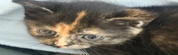 Mixed Breed cats for sale: 4 kittens for sale - see description for prices  - Advert 11
