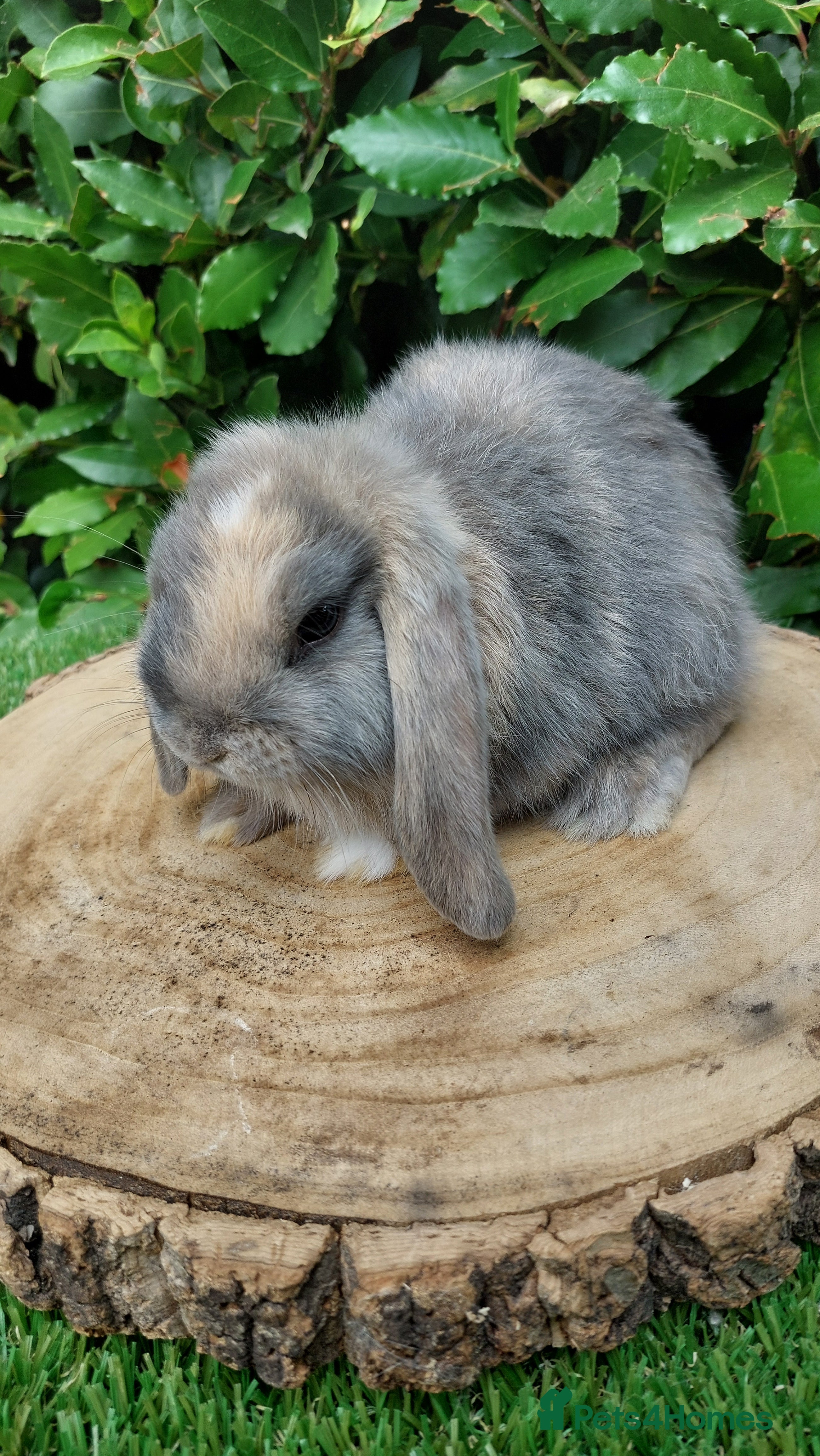 Mini Lop rabbits Pure bred mini lop baby rabbits  - Advert 10