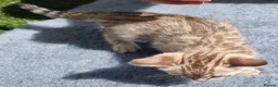 Bengal cats for sale: Beautiful TICA registered Bengal Kittens - Advert 6