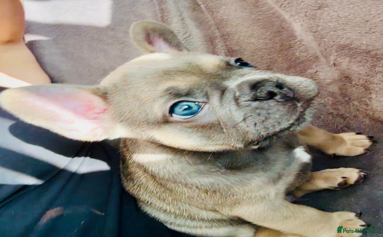 French Bulldog dogs - Advert 15