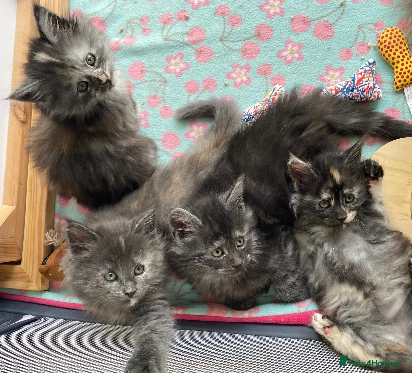 Maine Coon cats Exceptional Maine Coon Kittens - Advert 2