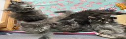 Maine Coon cats for sale: TICA - Only 1 stunning Maine coon girl left - Advert 11