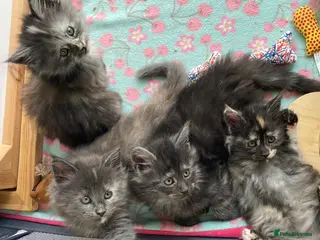 Maine Coon cats Exceptional Maine Coon Kittens - Advert 2