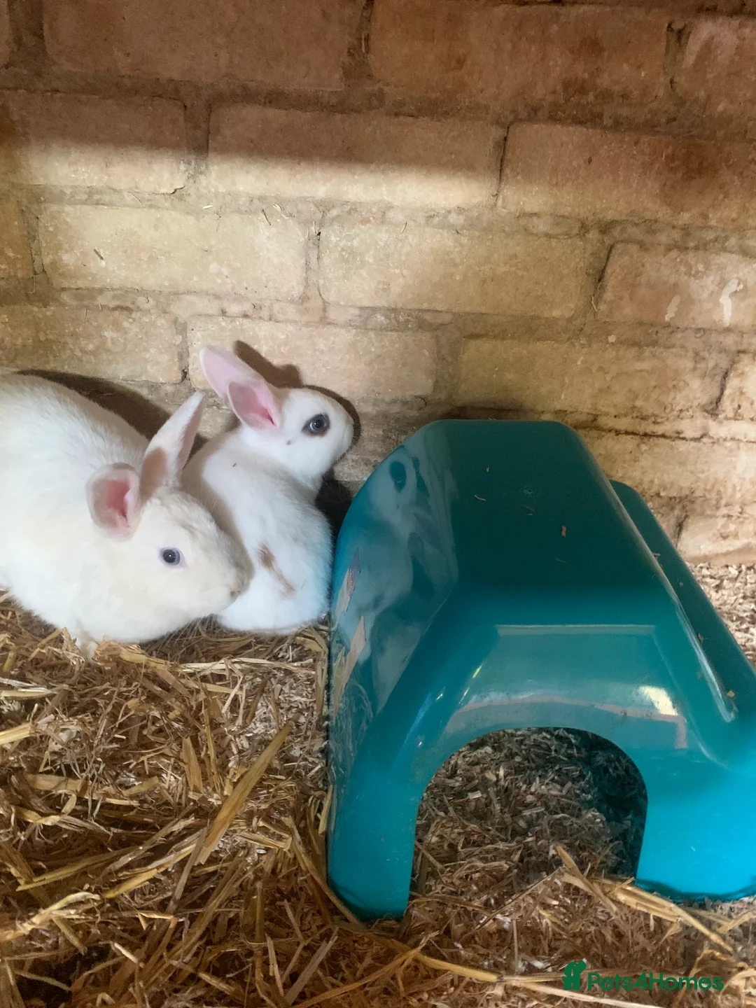 Mixed Breed rabbits for sale: Adorable baby bunnies  - Advert 2