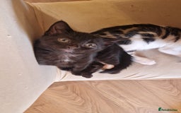 Bengal cats for sale: 4 bengal cross tabby kittens  - Image 16