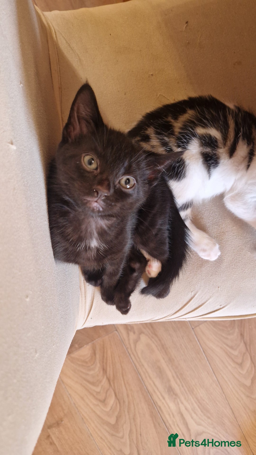 Bengal cats for sale: 4 bengal cross tabby kittens  - Image 16