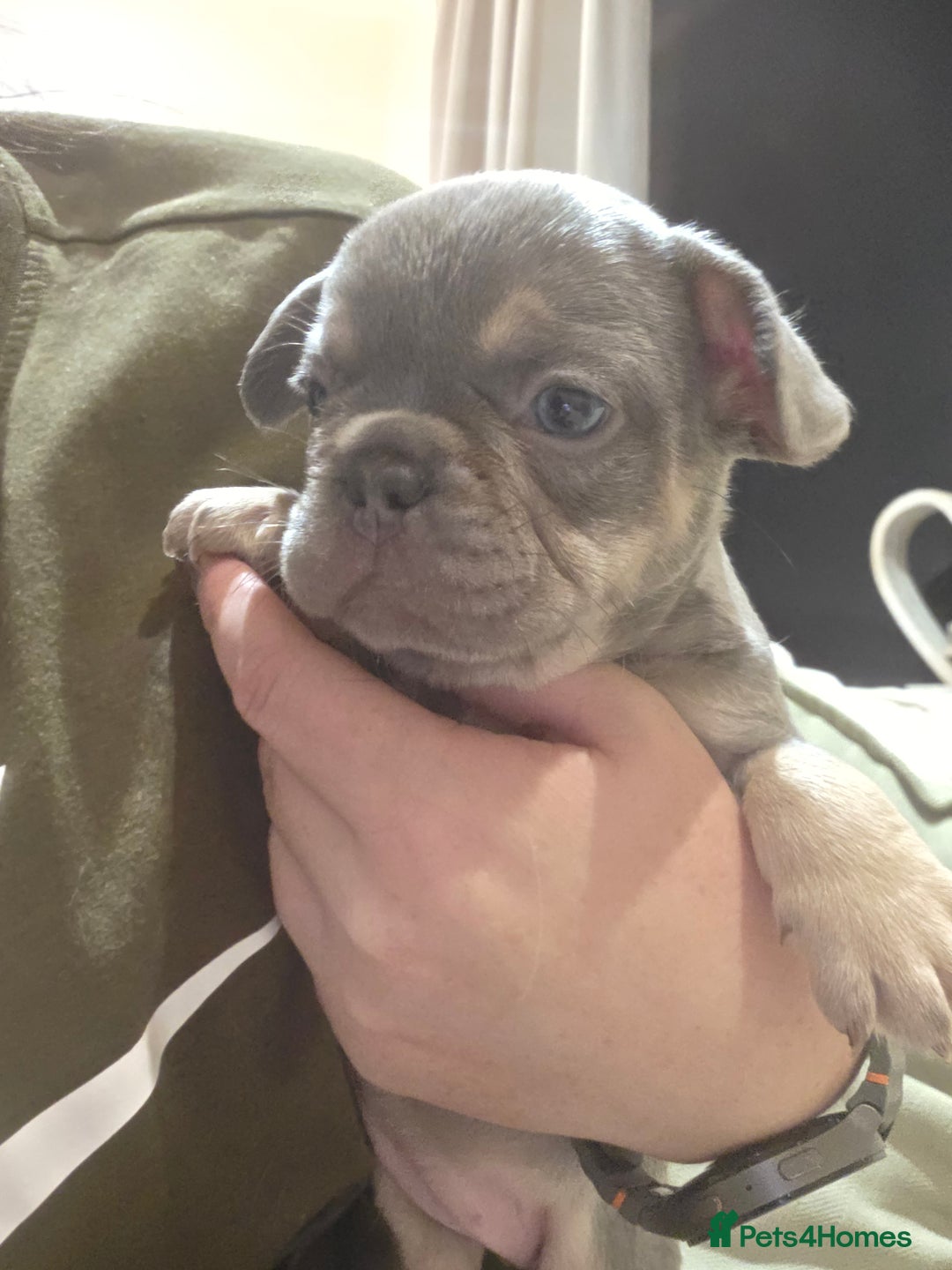 French Bulldog dogs for sale: Isabella & lilac & tan chunky frenchies - Advert 27