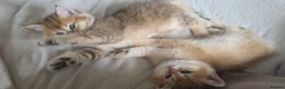 British Shorthair cats for sale: Black Golden Shaded British Shorthair Kittens - Advert 14