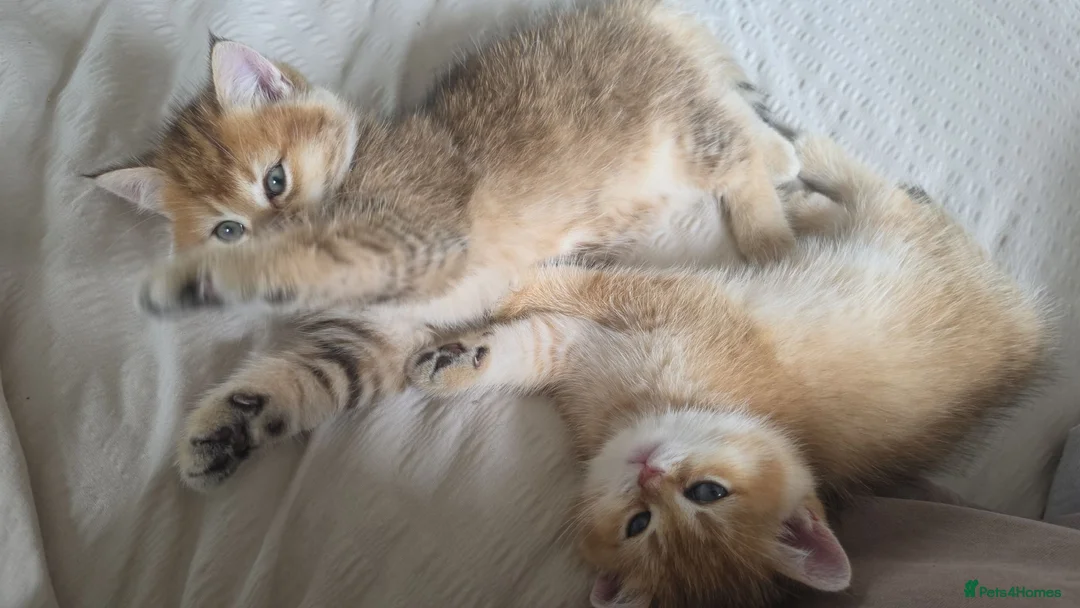 British Shorthair cats for sale: Black Golden Shaded British Shorthair Kittens - Advert 14