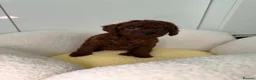 Toy Poodle dogs for sale: Asian Tiny teddy Poodles Boys and Girl  - Advert 13