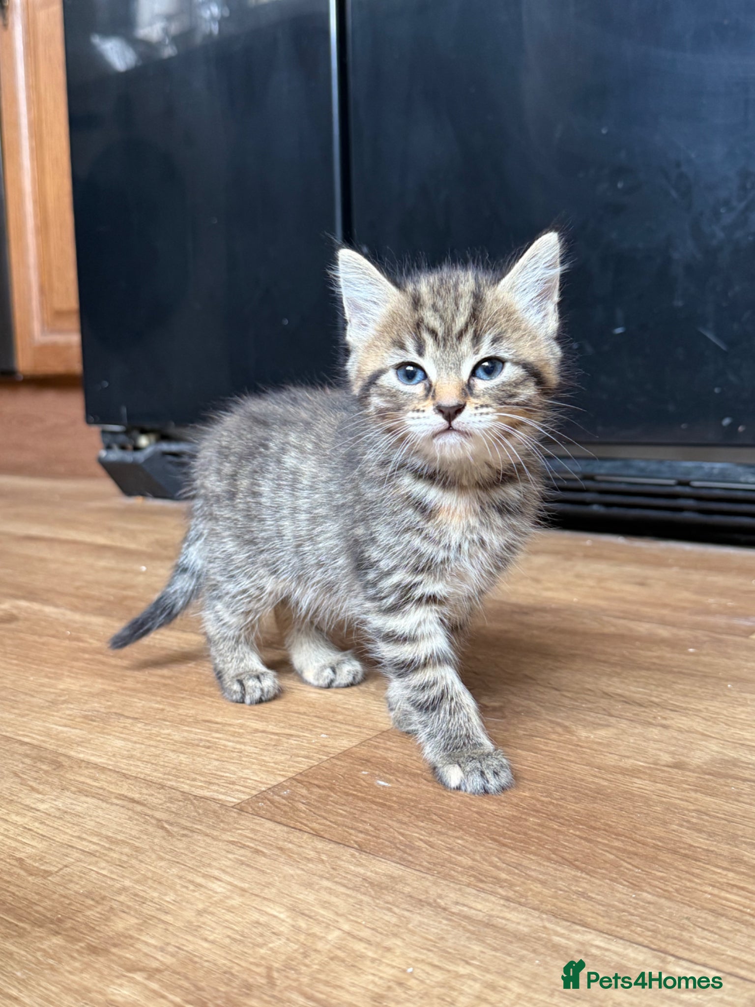 Mixed Breed cats for sale: 1 boy & 3 girl kittens 🐈🐾🩷🩵 - Advert 13