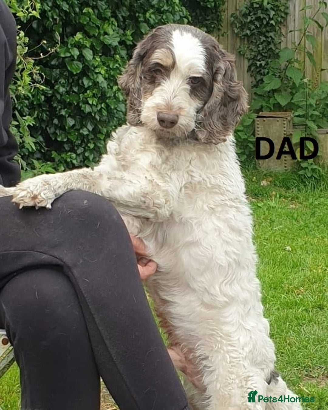 Cockapoo dogs for sale: Beautiful Phantom Girl Cockapoo Domestic Licence - Image 3