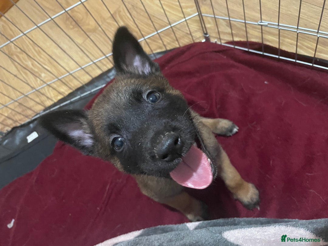 Belgian Shepherd Dog dogs for sale: Belgian Malinois - Image 2