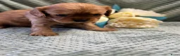 Cavalier King Charles Spaniel dogs for sale: Cavalier King Charles  - Advert 35