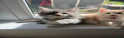 Maine Coon cats for sale: Pure mainecoon kittens DNA health tested parents.  - Advert 17