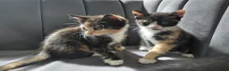 Mixed Breed cats for sale: Gorgeous British Shorthair X Kittens - Advert 7
