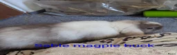 Mini Lop rabbits for sale: Pure bred minilops - Advert 18