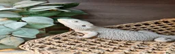 Bearded Dragon reptiles for sale: Hypo Zero Male Bearded dragon  in Middlesbrough - Advert 3