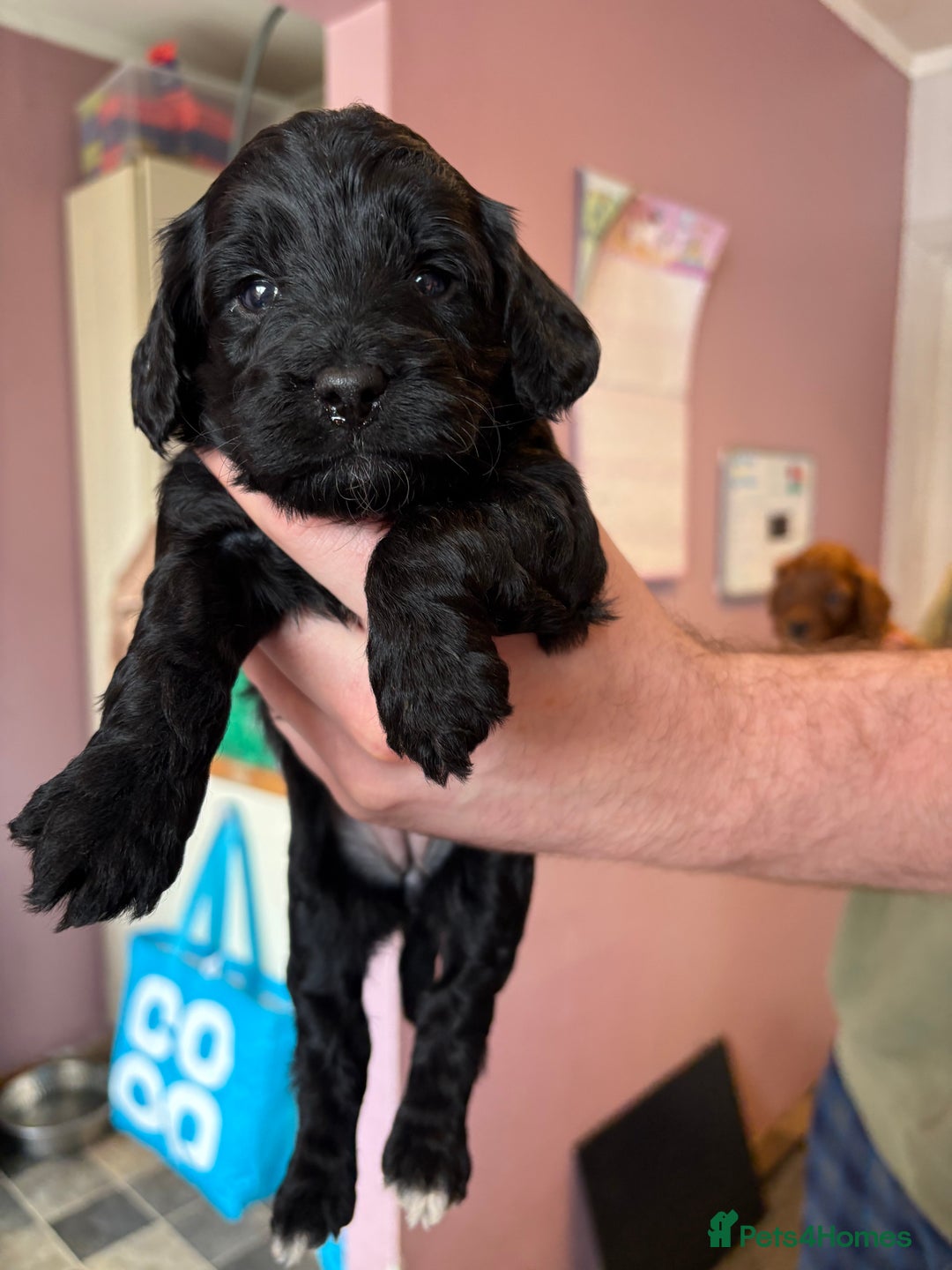 Cockapoo dogs for sale: Stunning toy size F1 cockapoo puppies - Image 8