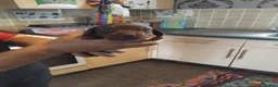Miniature Dachshund dogs for sale: Miniature dashchund puppies  - Advert 5