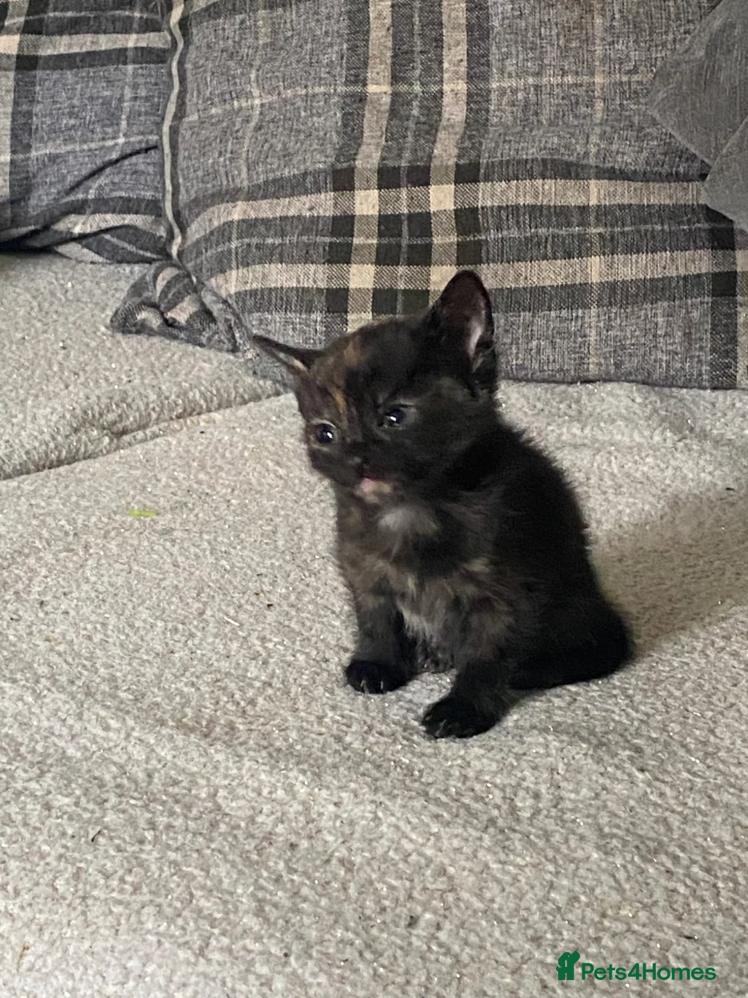 British Shorthair cats for sale: 5 kittens  - Advert 10