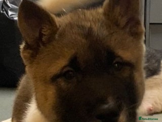 Akita dogs Ready to leave tomorrow. American Akita Puppies 🐾 - Advert 1