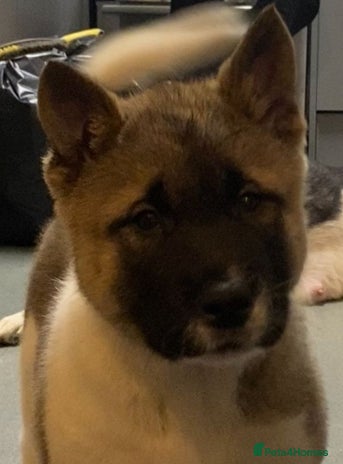 Akita dogs Ready to leave tomorrow. American Akita Puppies 🐾 - Advert 2