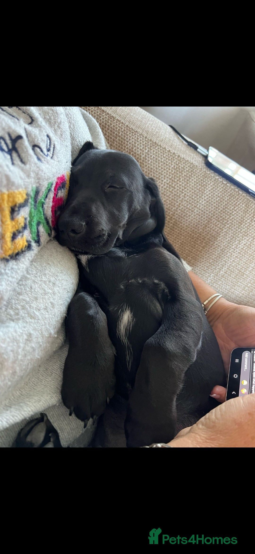 Mixed Breed dogs for sale: Meet Luna- your new best friend  - Image 1