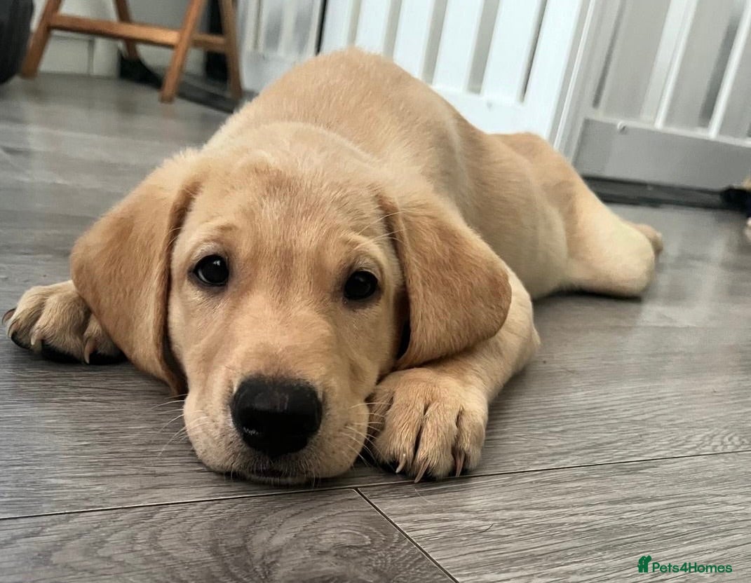 Labrador Retriever dogs Ready now! Adorable KC Labrador Puppies - Advert 1