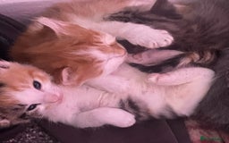 British Longhair cats for sale: Miss Jane  - Image 3