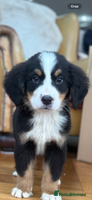 Bernese Mountain Dog dogs Bernese Mountain Dog Pups - Advert 1