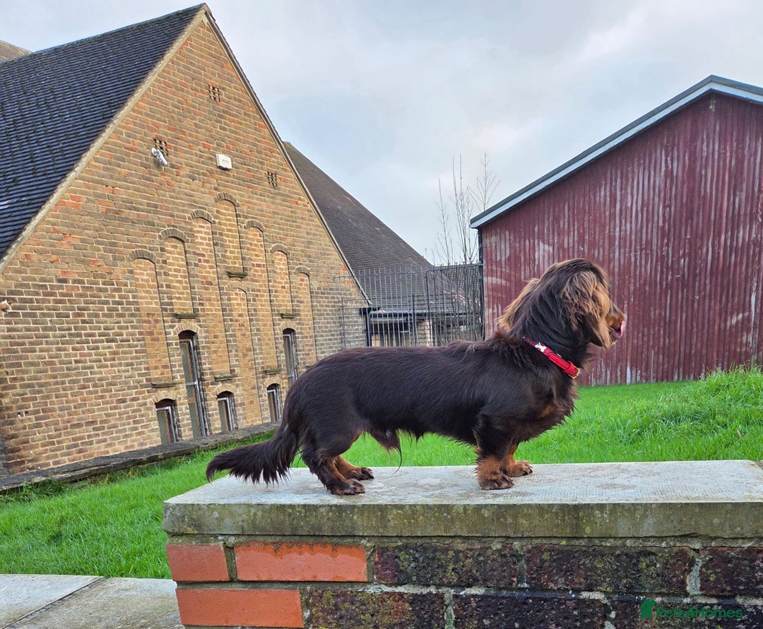 Miniature Dachshund dogs for stud: Kc registered Long-haired mini dachshund stud - Advert 3
