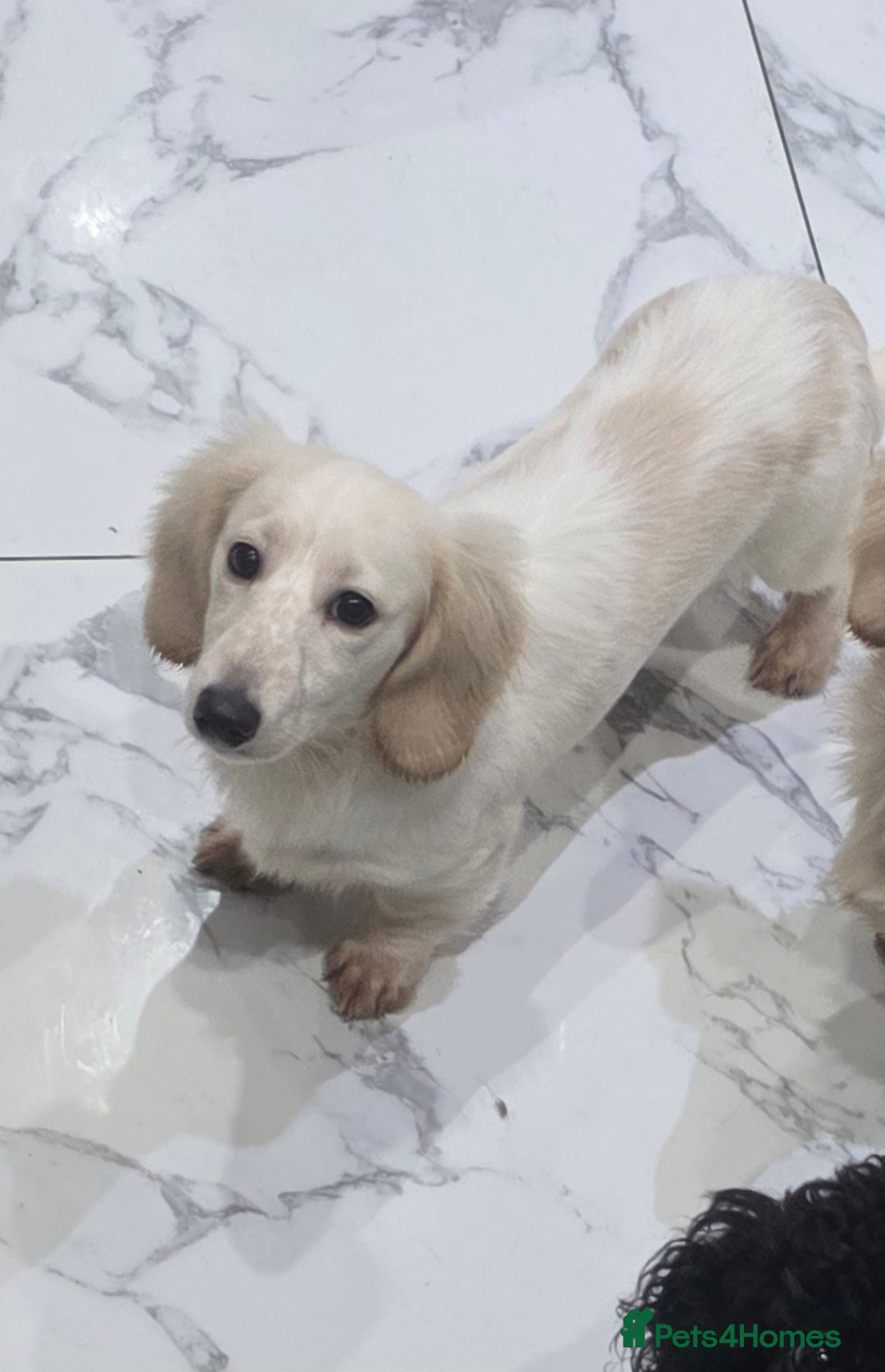 Miniature Dachshund dogs for sale: Miniature Dachshund cream piebald long-haired  - Advert 20