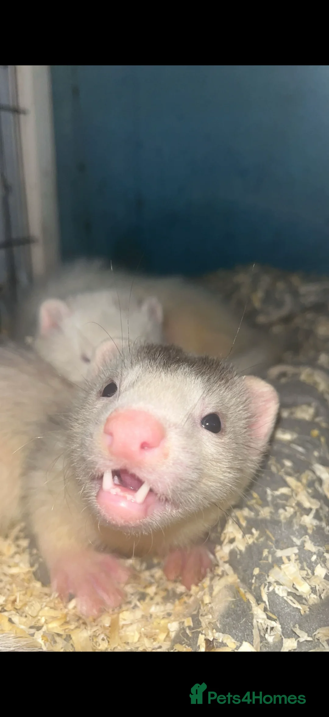 Ferret rodents for sale: ferret kits 🐾 - Advert 4