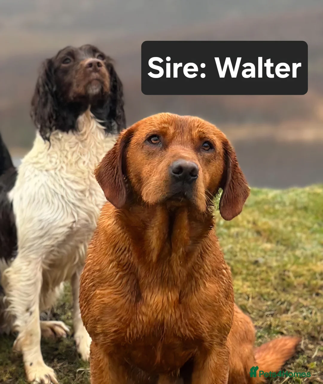 Labrador Retriever dogs for sale: KC Registered, Home reared, Labrador Puppies in Aberdeen - Advert 2