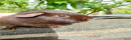Guinea Pig rodents for sale: 5 months old chocolate self - Advert 1