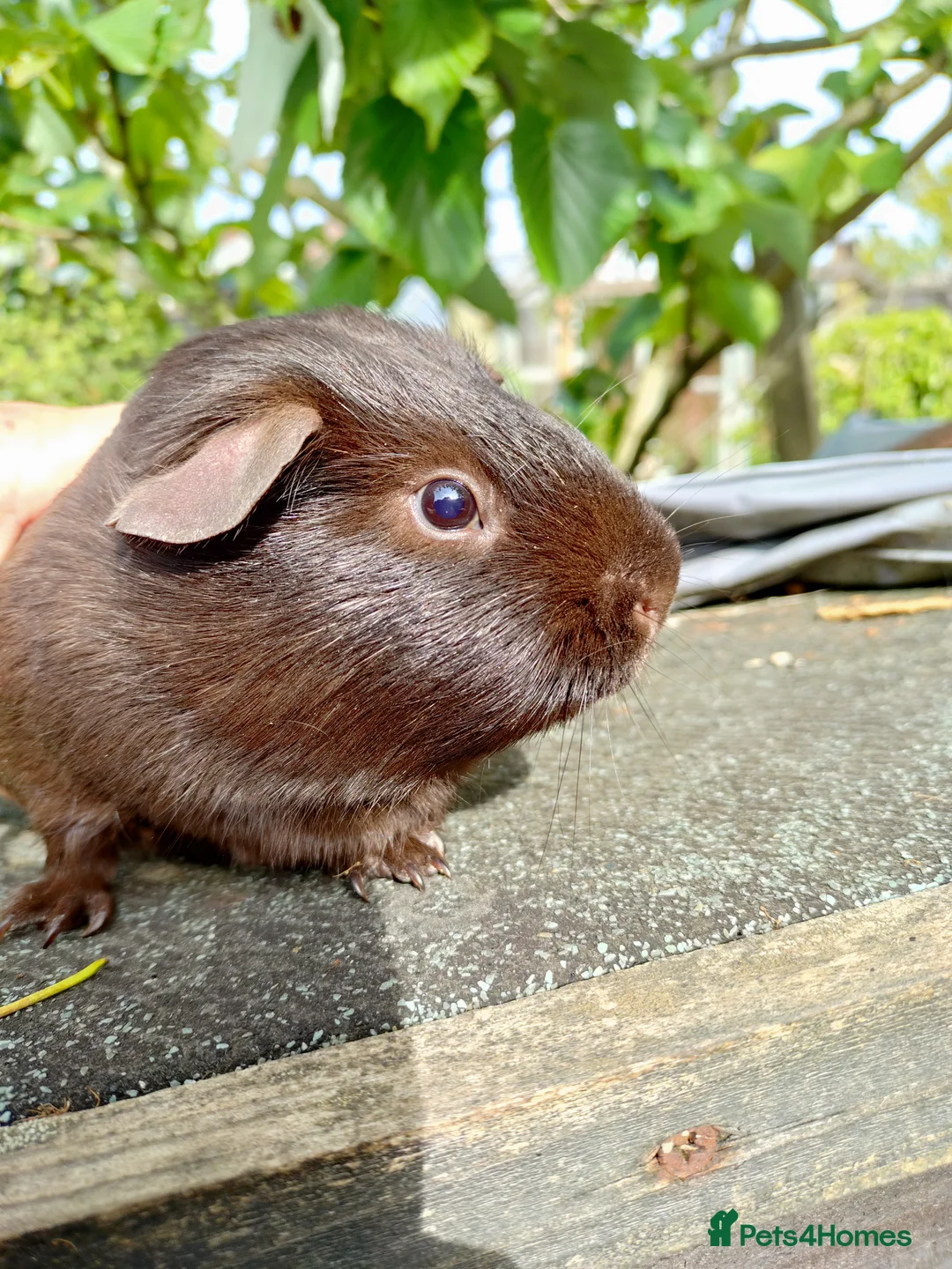 Guinea Pig rodents for sale: 5 months old chocolate self - Advert 1