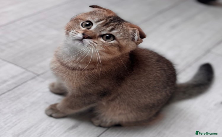 Scottish Fold cats Scottish fold - Advert 2