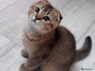 Scottish Fold cats Scottish fold - Advert 16