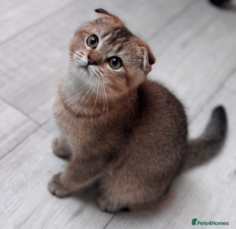 Scottish Fold cats Scottish fold - Advert 4