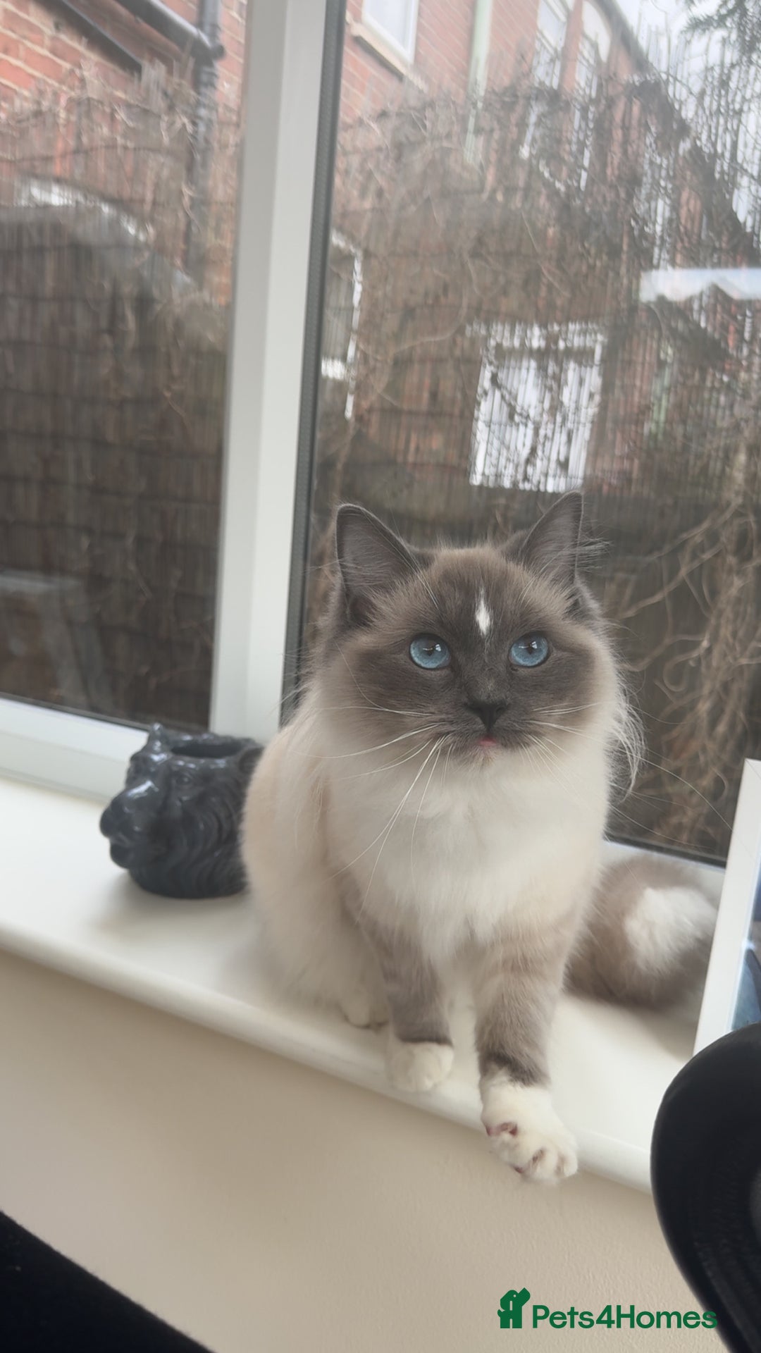 Ragdoll cats for sale: Ragdoll cat  - Advert 6