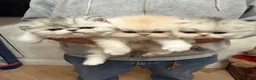 Exotic cats for sale: Beautiful Exotic kittens for sale  - Advert 5