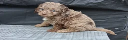 Cavapoo dogs for sale: F1 rare chocolate/choc Merle Cavapoo pups - Advert 4