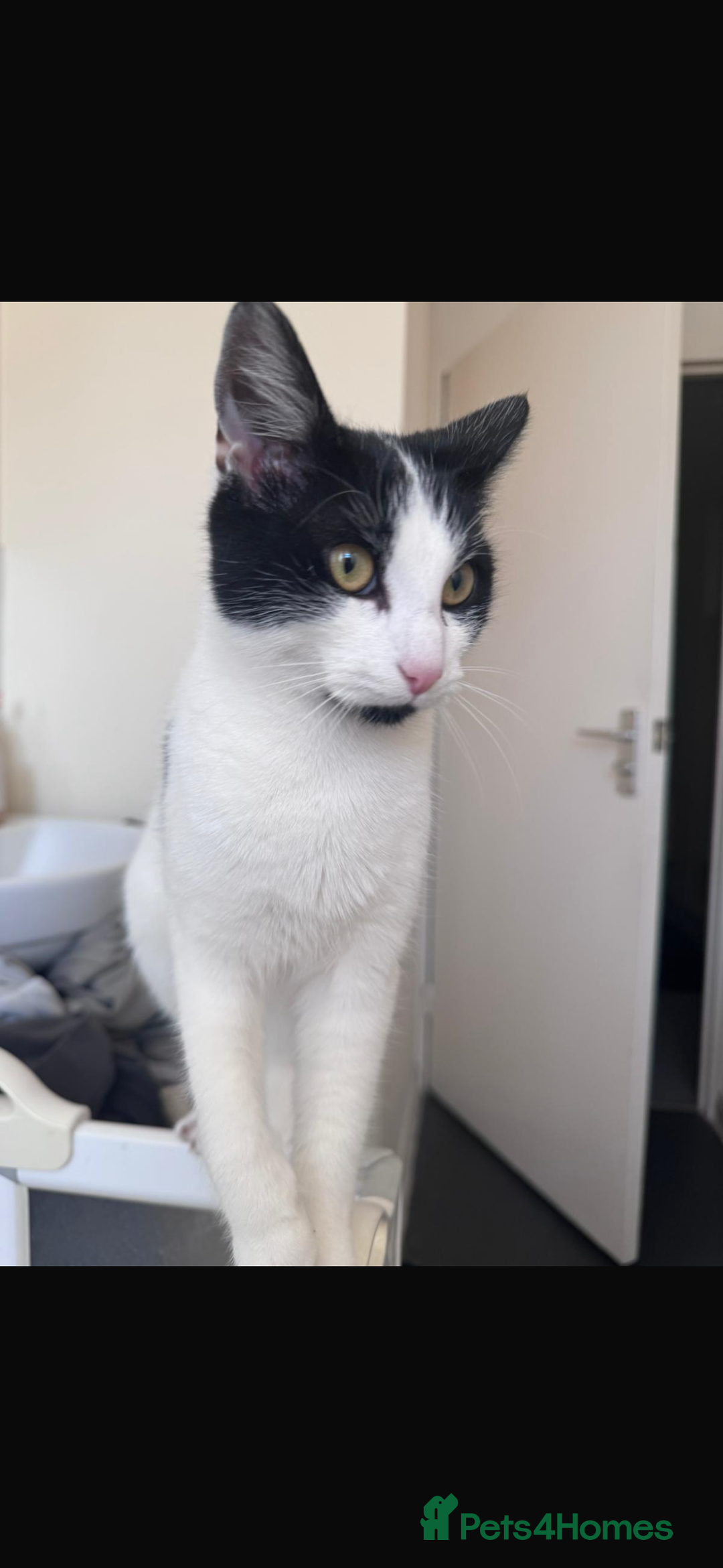 Domestic Shorthair cats for sale: CAT FOR SALE (CALI)  - Image 2