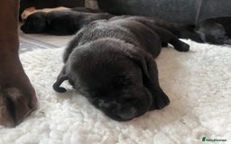 Labrador Retriever dogs for sale: 8 super Labrador pups 4 girls 4 boys**NEW PHOTOS** - Image 19