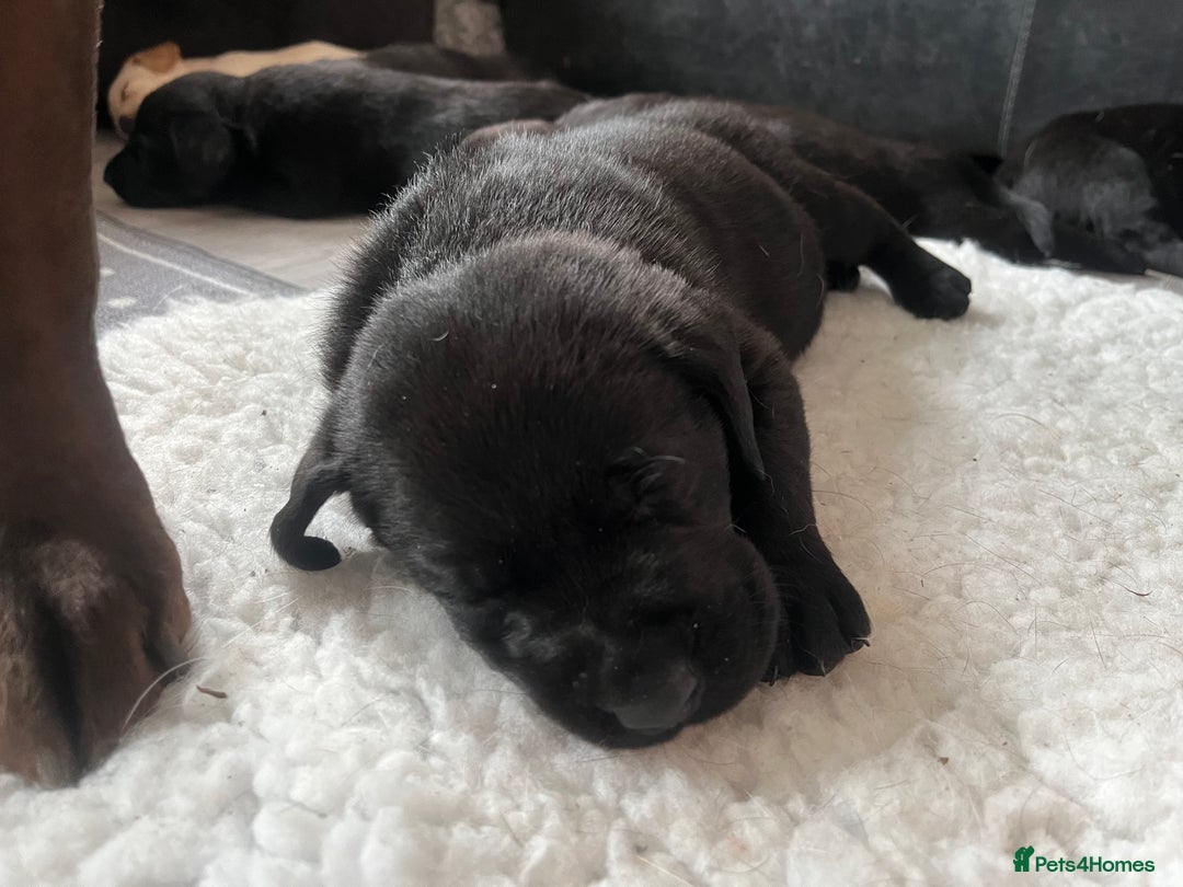 Labrador Retriever dogs for sale: 8 super Labrador pups 4 girls 4 boys**NEW PHOTOS** - Image 19