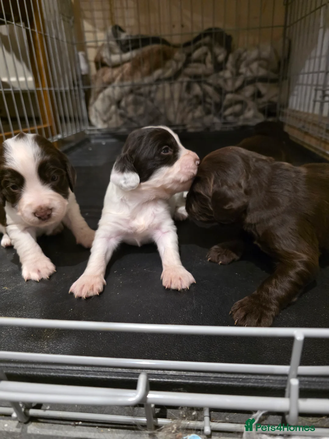 Sprocker dogs for sale: Sporker puppies  - Advert 6