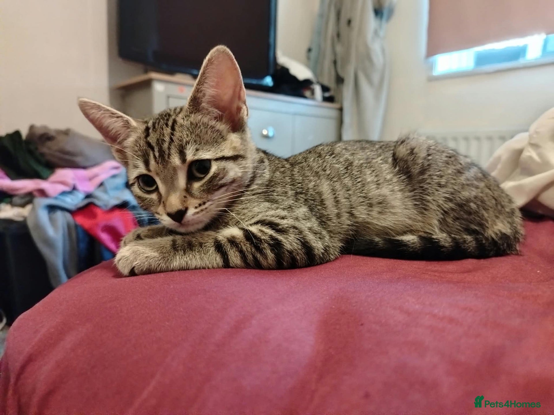 Bengal cats Bengals  - Advert 15