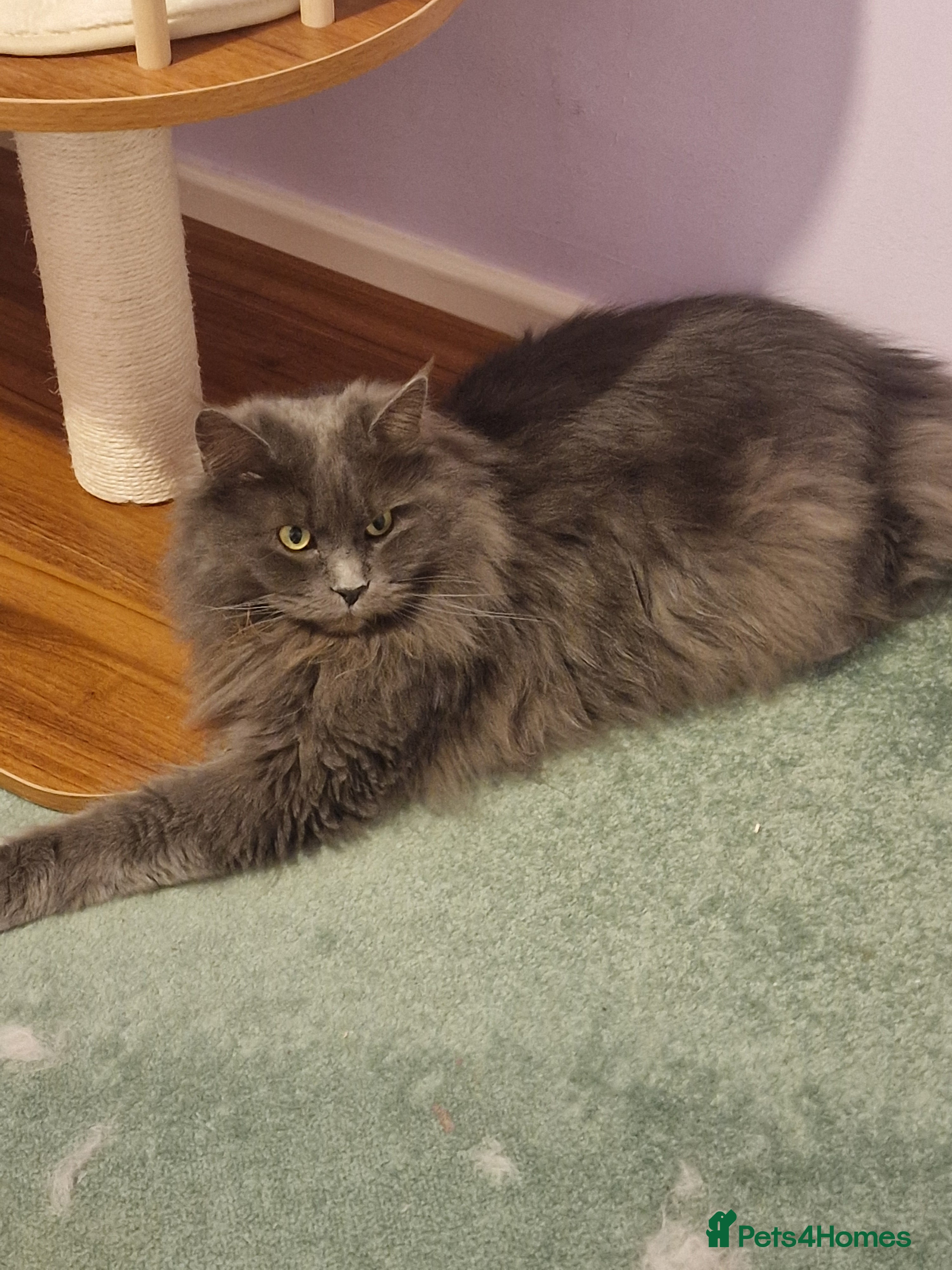 Maine Coon cats Beautiful female Maine Coons ( GCCF Reg) - Advert 2