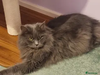 Maine Coon cats Beautiful female Maine Coons ( GCCF Reg) - Advert 4